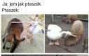 Ptaszyna