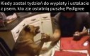 I zjada kot