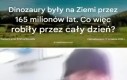 Krzyk pterodaktyla