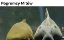 Powiedzieć dzień dobry? Twarze jakby znajome