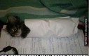 Purrito