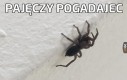 Pajęczy pogadajec