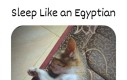 Spanko po egipsku