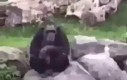 Nazi gorilla