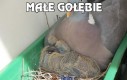 Małe gołębie