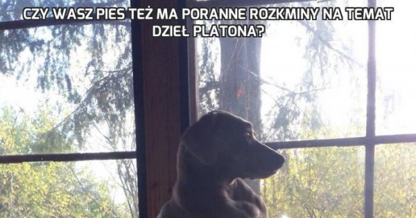 Czy Wasz pies też ma poranne rozkminy na temat dzieł Platona? - Jeja.pl