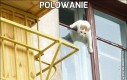 Polowanie