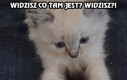 Widzisz co tam jest? Widzisz?!