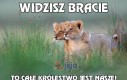 Widzisz bracie