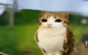 Meowl