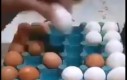Grałeś kiedyś w jajeczne szachy?