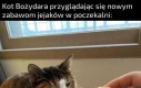 Zaraz zbije ich na kwaśną pomarańczę