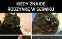 Rodzynka w serniku