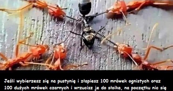 W sumie racja - Jeja.pl