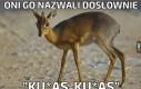 Czyżby polskie trolle? 