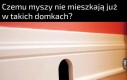 Dziwne