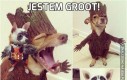 Jestem Groot!