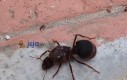 Ogromna mrówka