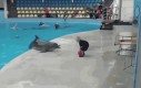 Delfin bawi się z małym chłopcem