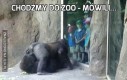 Chodźmy do zoo - mówili...