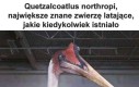 No robi wrażenie ten ptaszek, nie to co mój