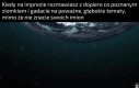 W sumie fajne doświadczenie