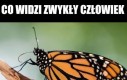 Motylek