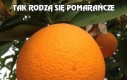 Tak rodzą się pomarańcze