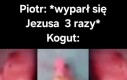 Pietrek Kogucik