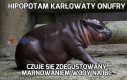 Hipopotam karłowaty Onufry