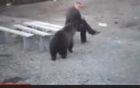 Niedźwiedź lubi ryzyko