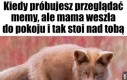 Kurde żeby nie było przypału