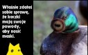 Mroczna tajemnica kaczek