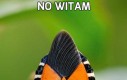 No witam