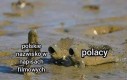 Polska gurooooooooom