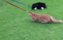 Koty kochają spacery
