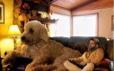 Fotograf i jego gigantyczny pies