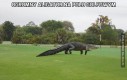 Ogromny aligator na polu golfowym