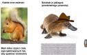 Wy już dobrze wiecie o jakiego dziobaka chodzi.
