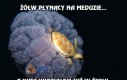 Żółw płynący na meduzie