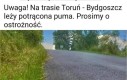 No no puma jak ta lala