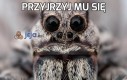 Przyjrzyj mu się