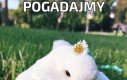 Pogadajmy