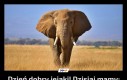 Dzień dobry jejaki! Dzisiaj mamy: Światowy Dzień Słonia