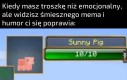 Słoneczna świnka