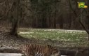 Tygrys na lodzie