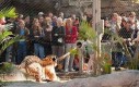 ZOO dało możliwość sprawdzenia swojej siły na tygrysach