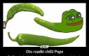 Oto rzadki chilli Pepe