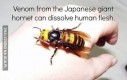 Japońska pszczoła gigant