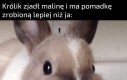 Bug bunny chwilę przed epickim trollem w postaci uwodzenia myśliwego